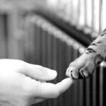 La liberazione sarà animale (o non sarà!)