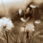 La risposta, amica mia, sta latrando nel vento