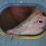 Nuovo requiem per un camion di maiali